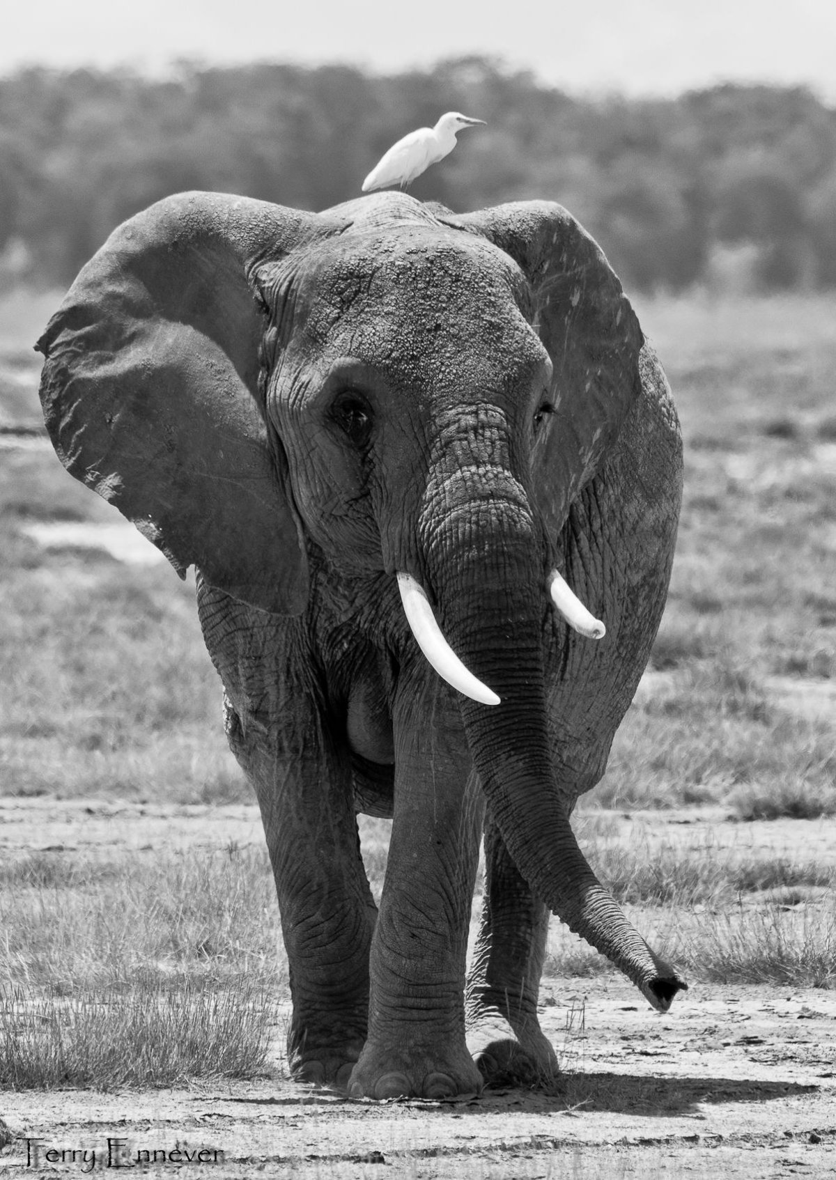 Олифант слон