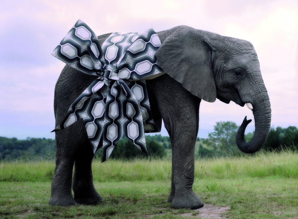 Слоненок прикольный