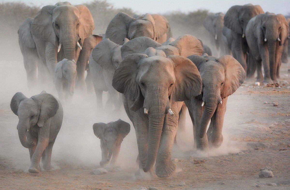 Стадо слонов