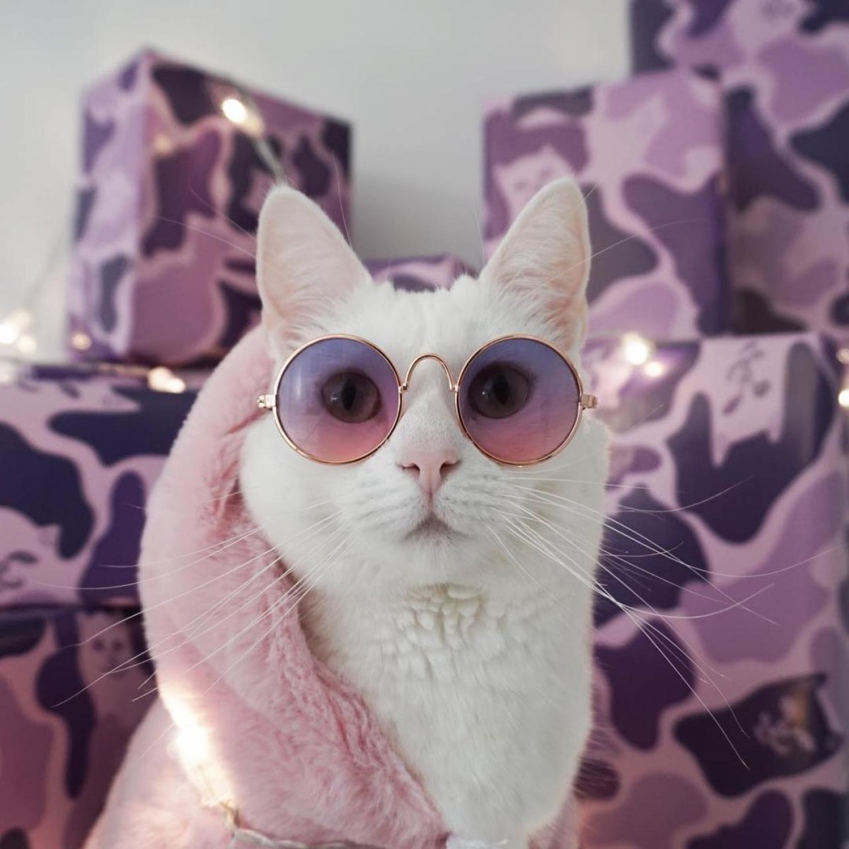 Кот в очках