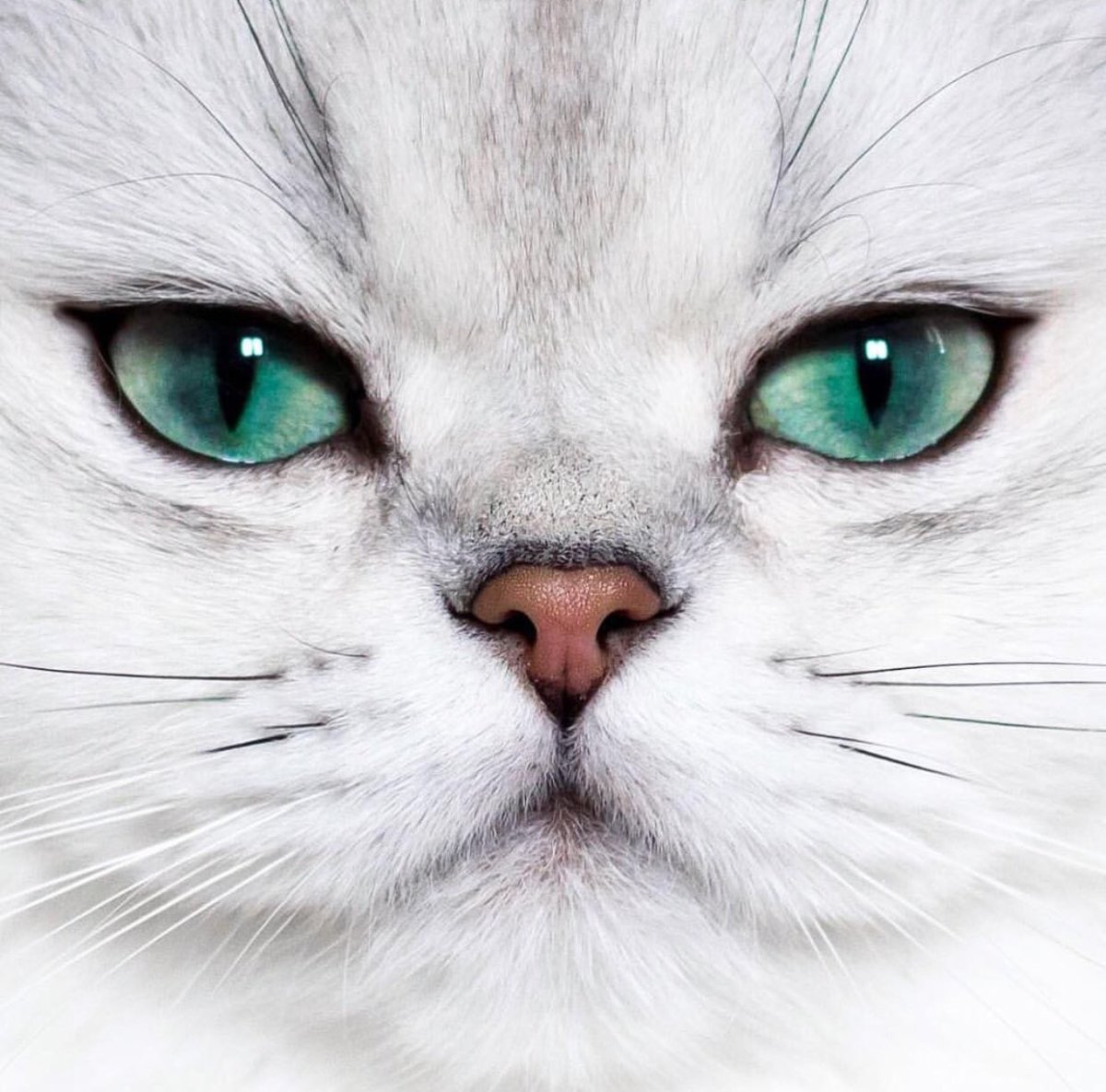 Красивые мордочки кошек