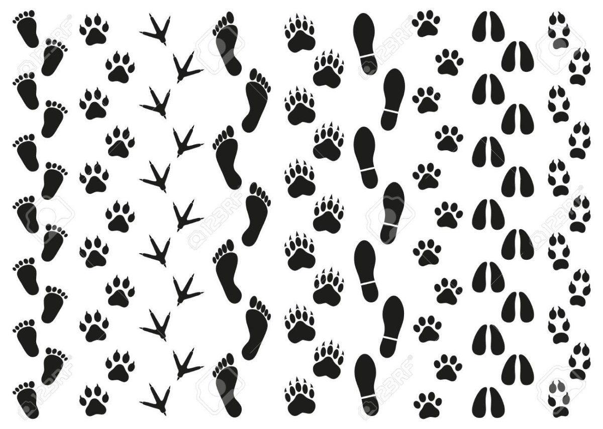 Отпечатки следов животных