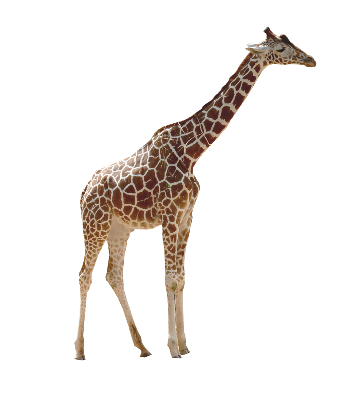 Жираф в полный рост