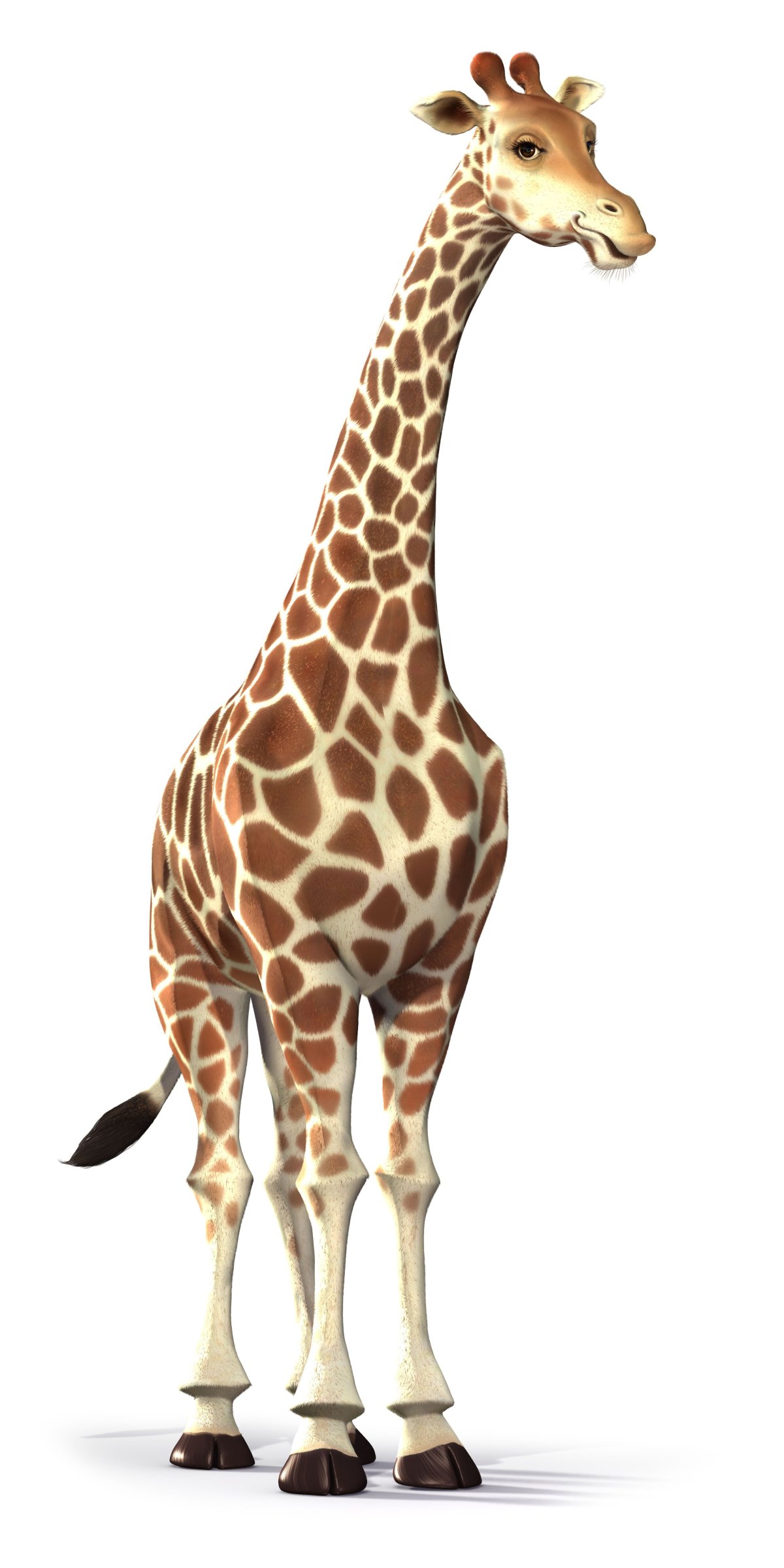 Жираф на прозрачном фоне