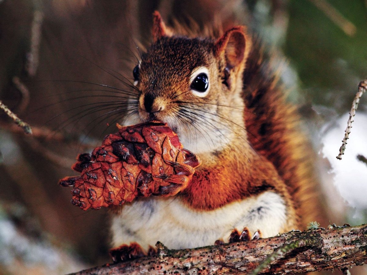 Булочка Белочка