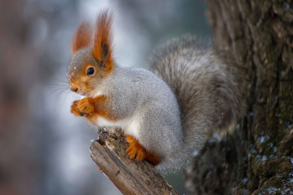 Запасливая белка