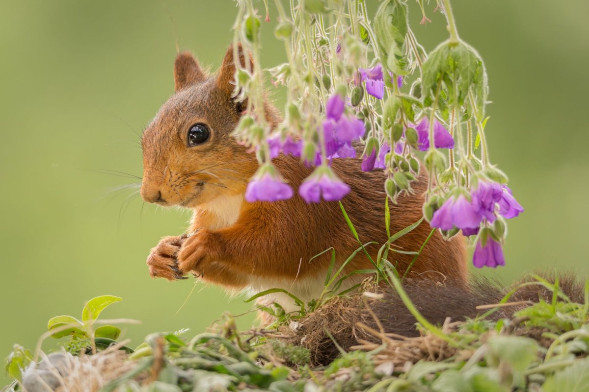 Белка с орешками
