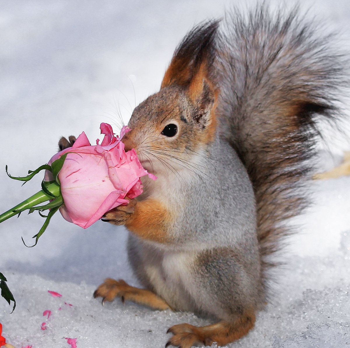 Белка м бельчатами на Светлом фоне