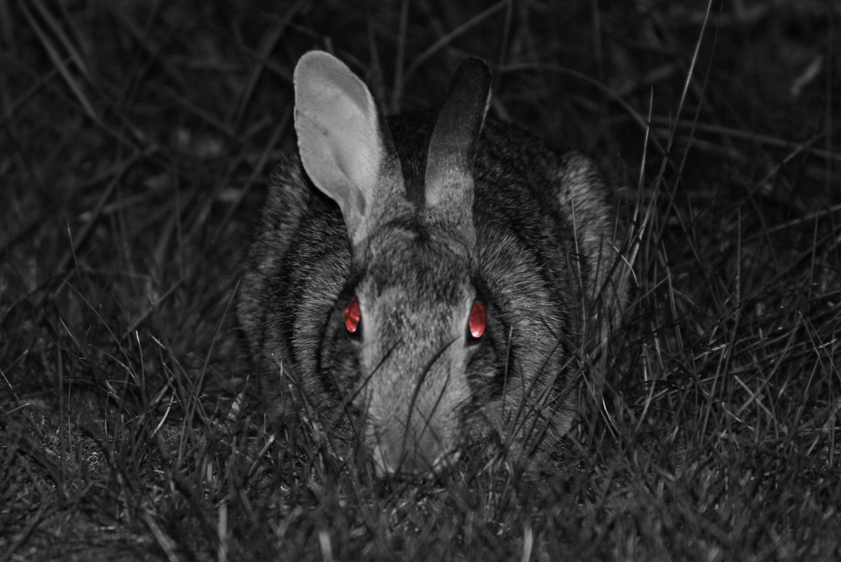 Злой кролик