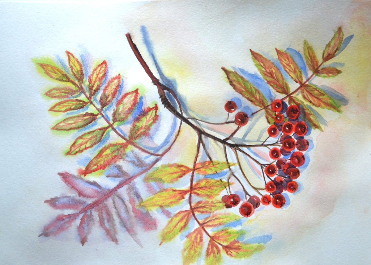 Веточка рябины акварелью