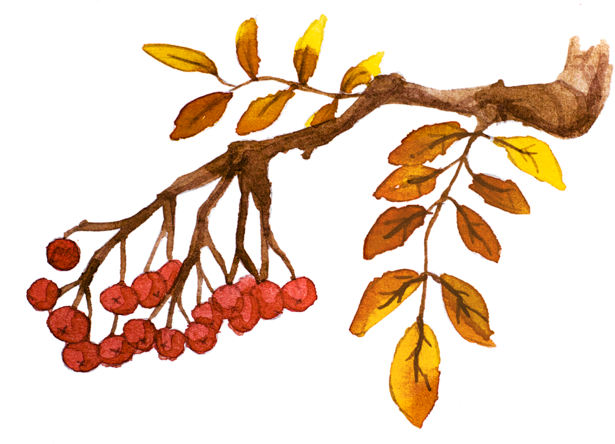 Вышивка рябина