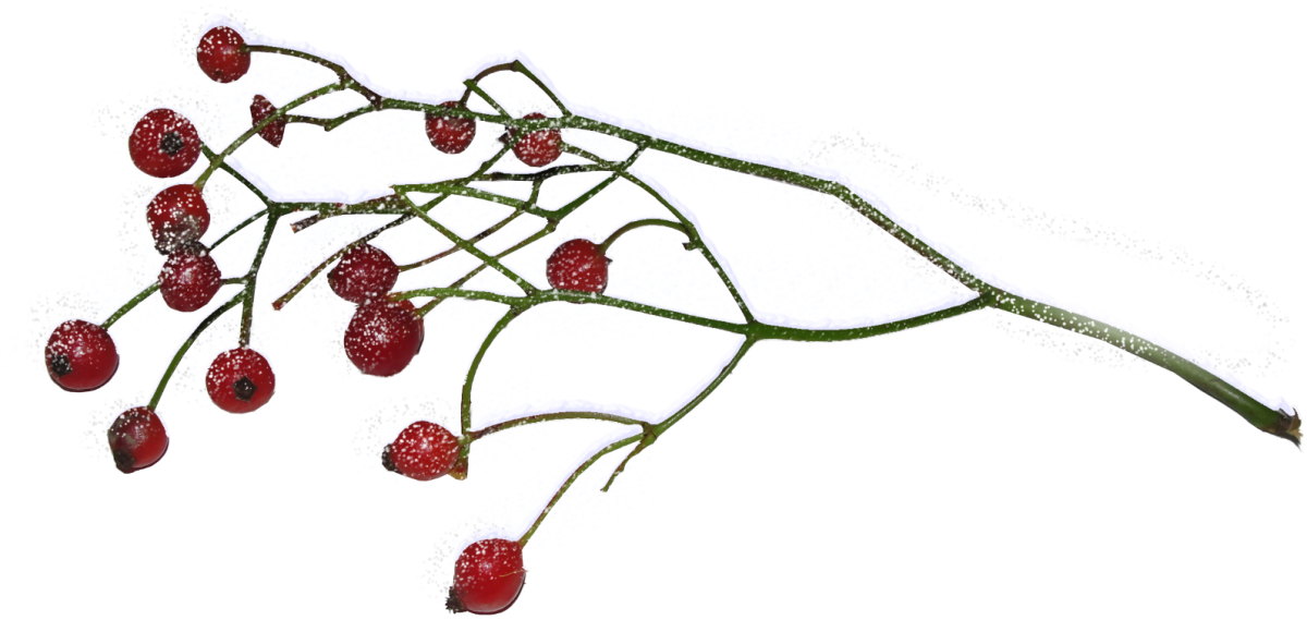 Гроздь рябины акварель