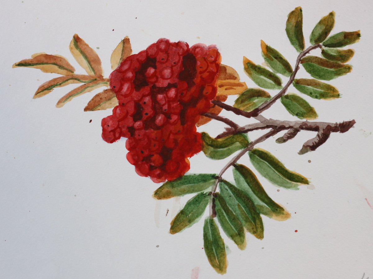 Ветка рябины зимой