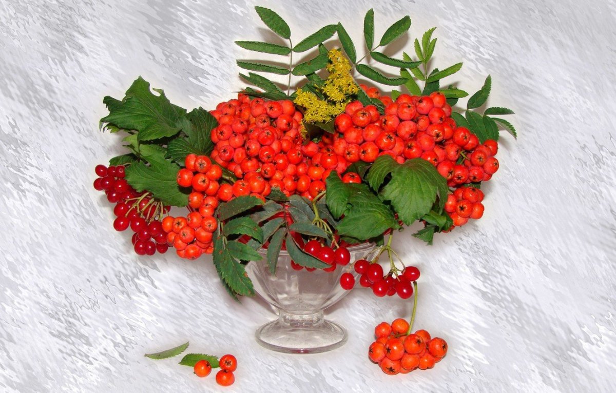 Рябина рисунок карандашом