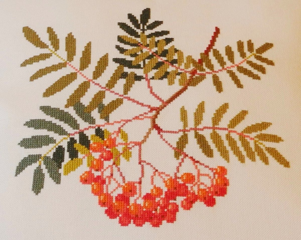 Веточка рябины раскраска для детей