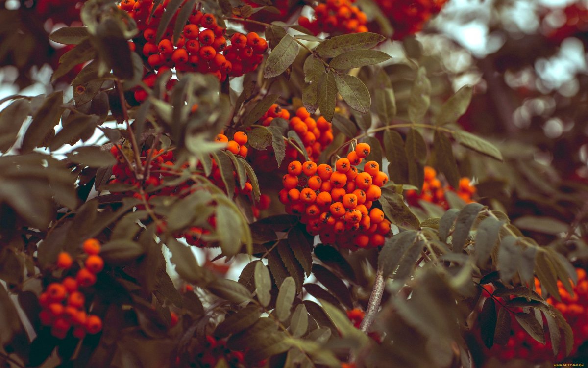 Ветка рябины