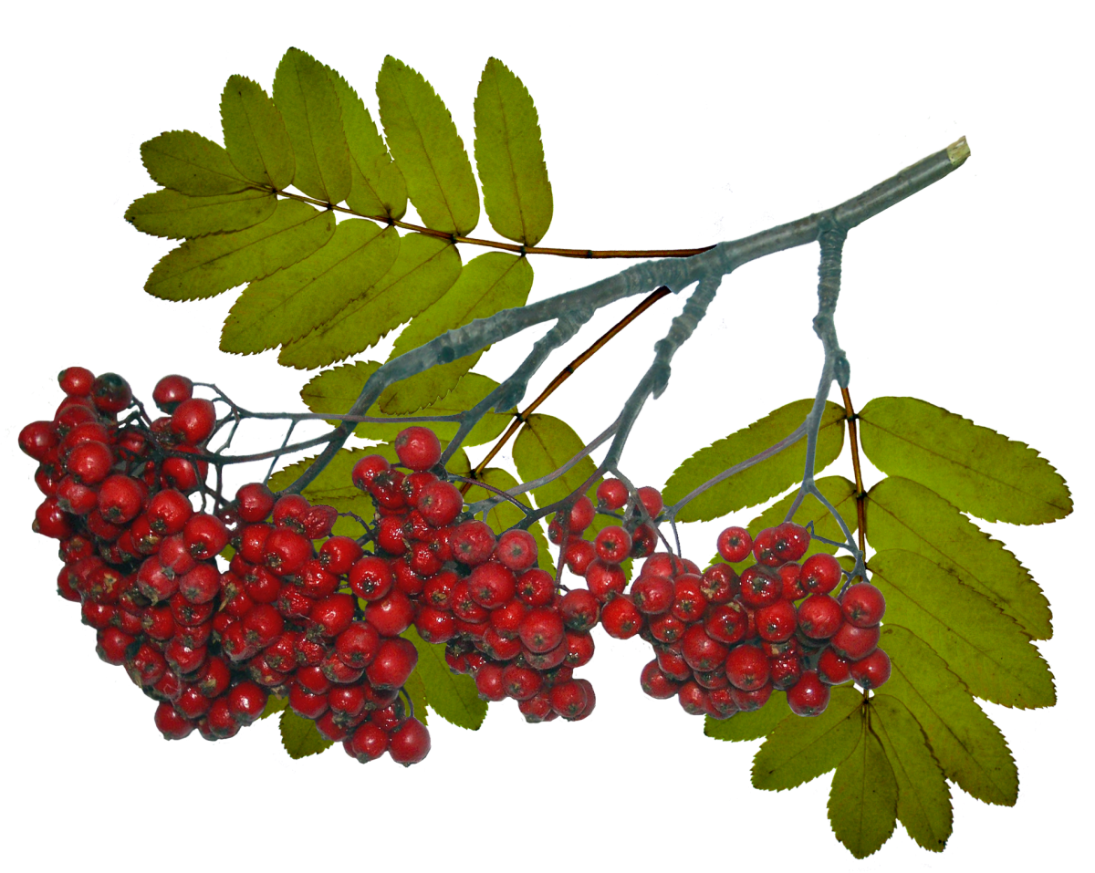 Ветка рябины в снегу на прозрачном фоне