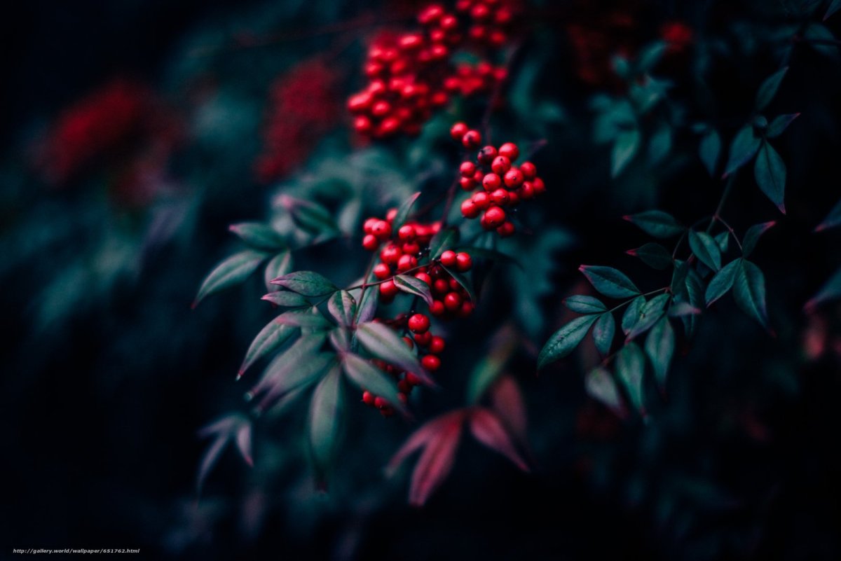 Гроздь рябины с веткой