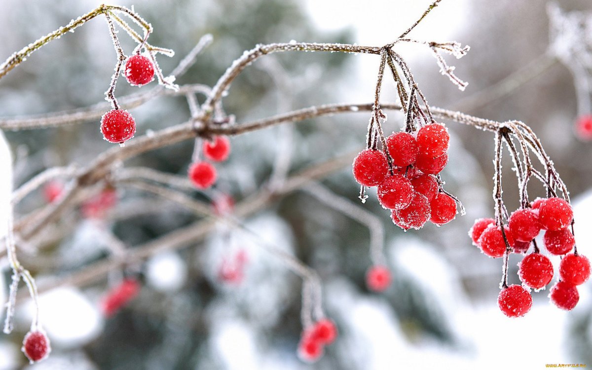Гроздь рябины раскраска для детей
