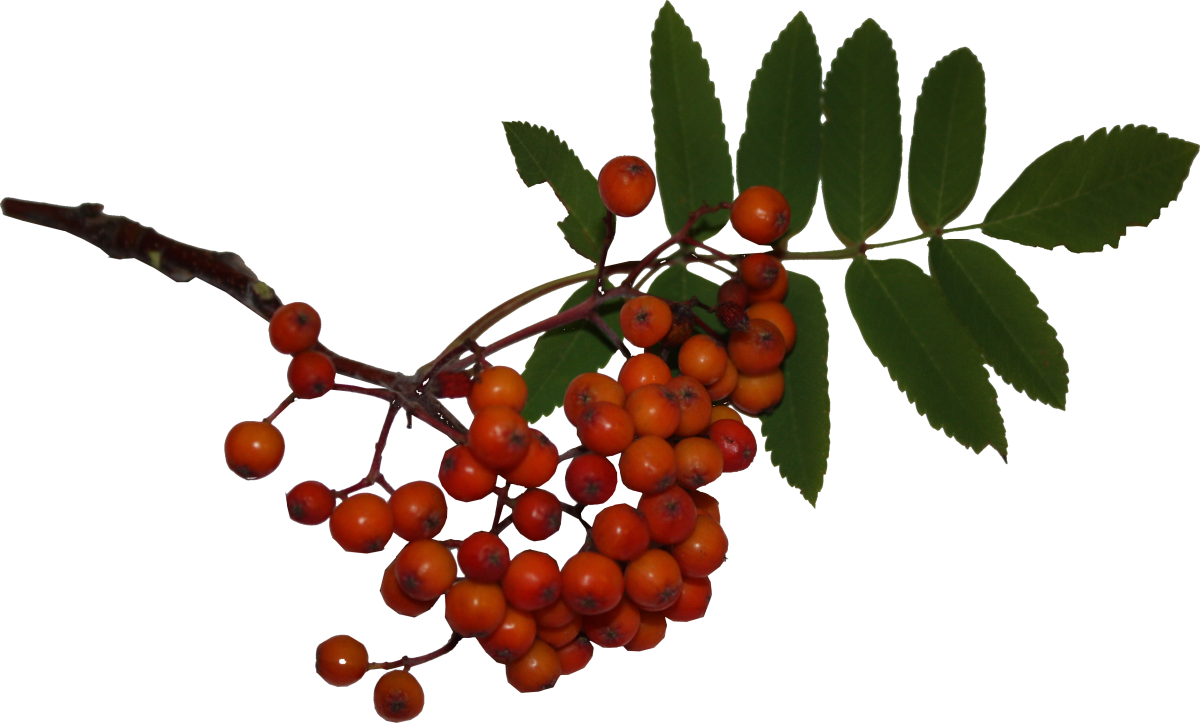 Ветка для гравировки на памятниках