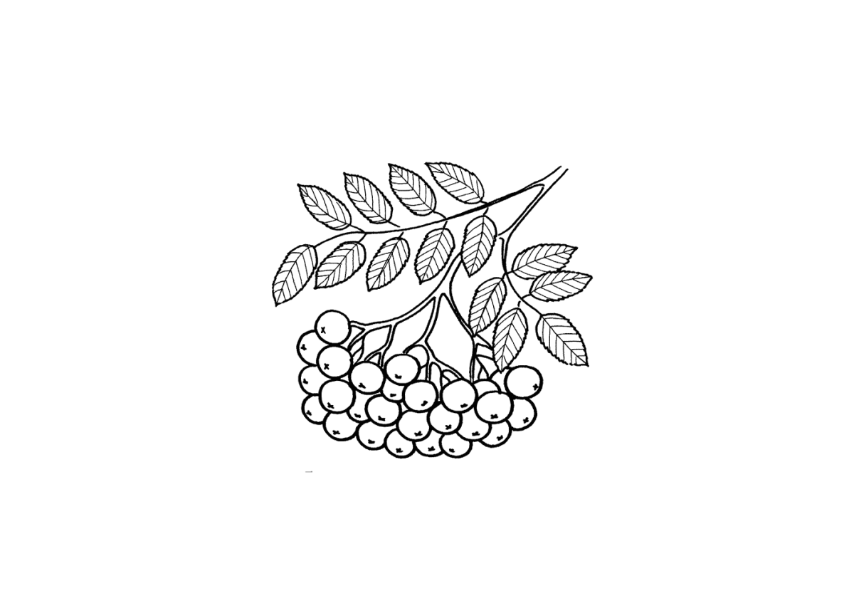 Ветка рябины зимой