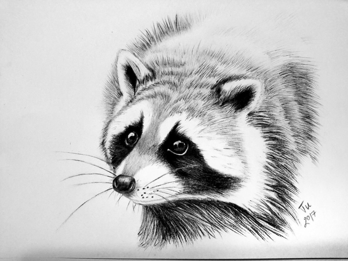Енот полоскун зарисовка