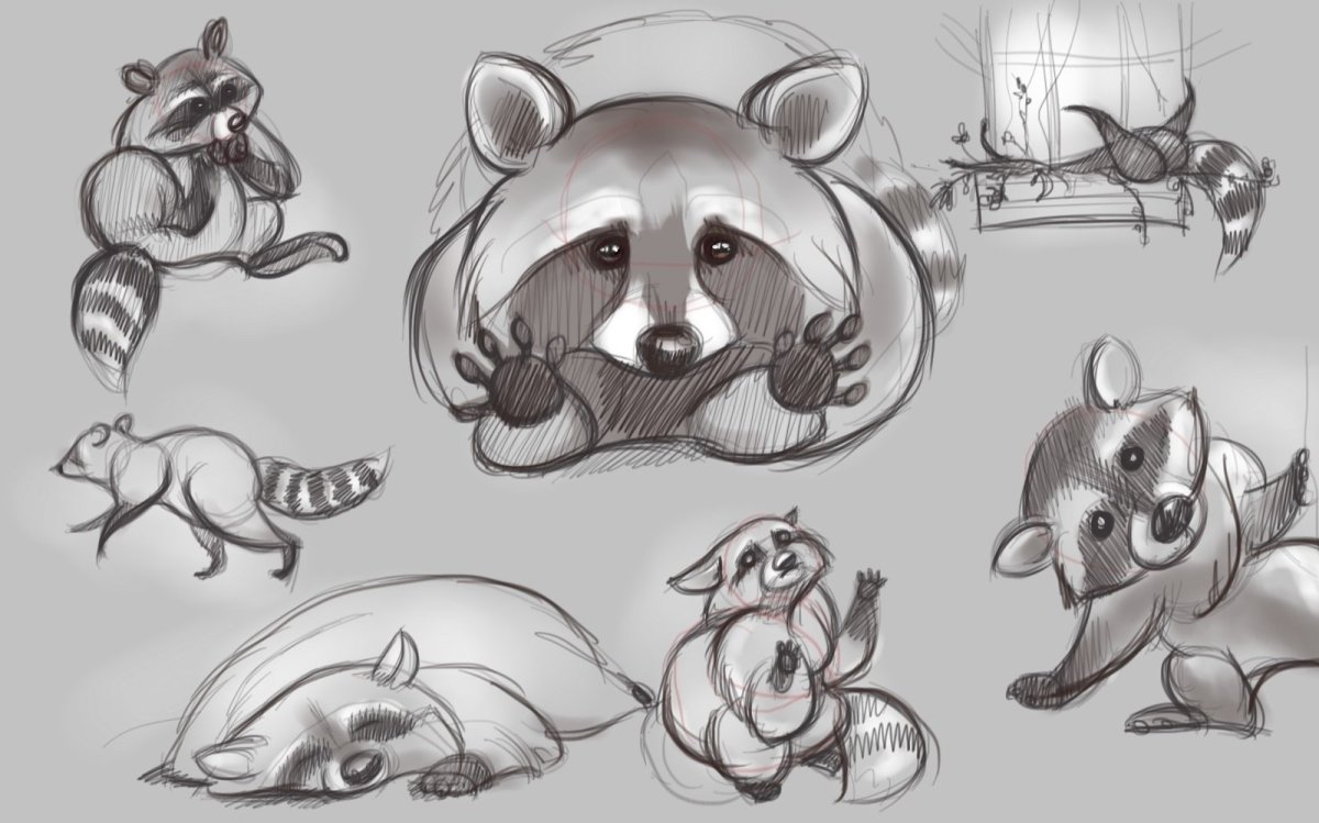 Енот полоскун референс