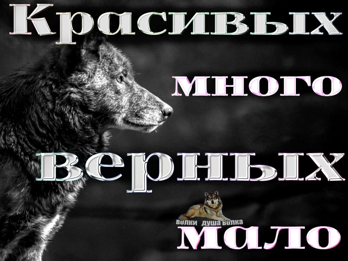 Одинокий волк с надписью