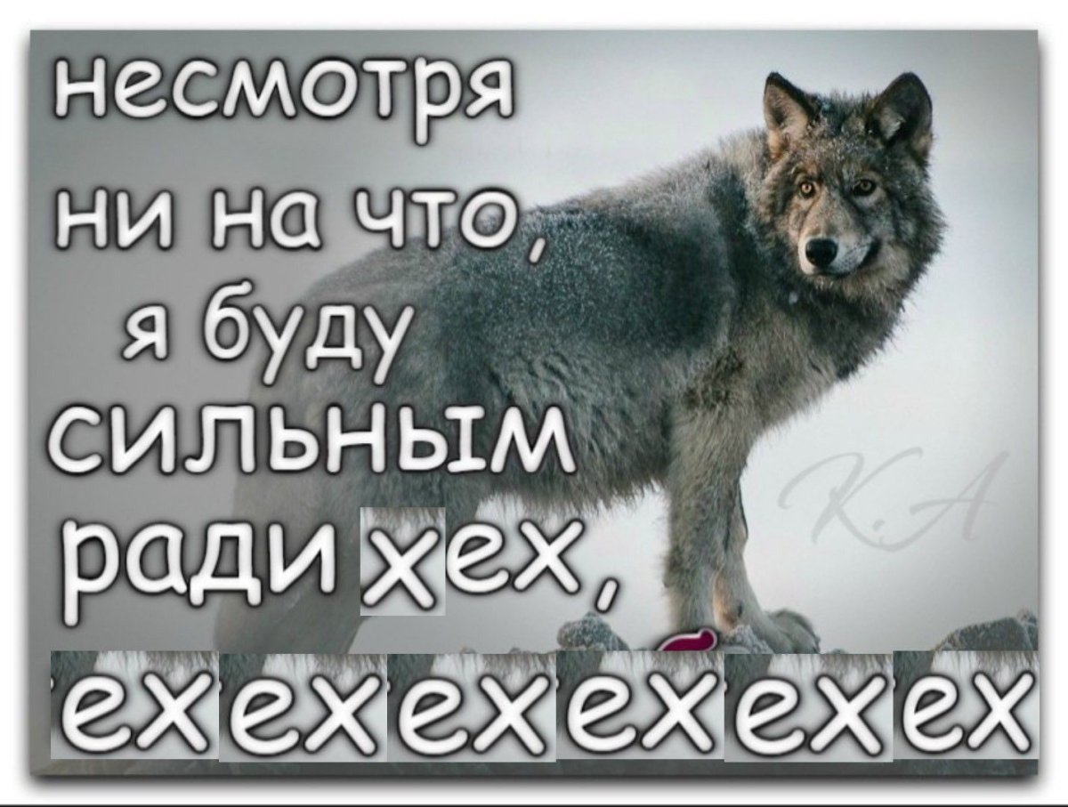 Статусы с волками в картинках