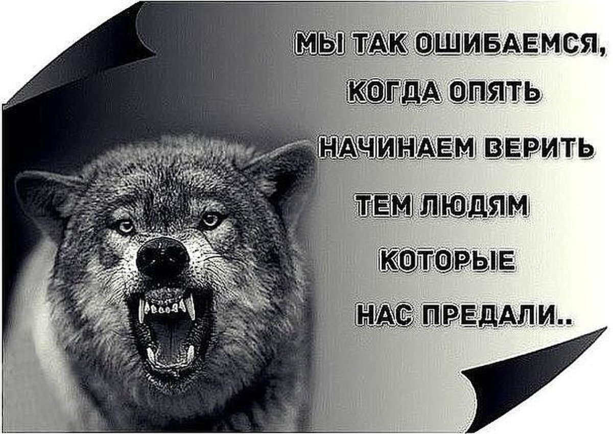 Оскал волка с Цитатами