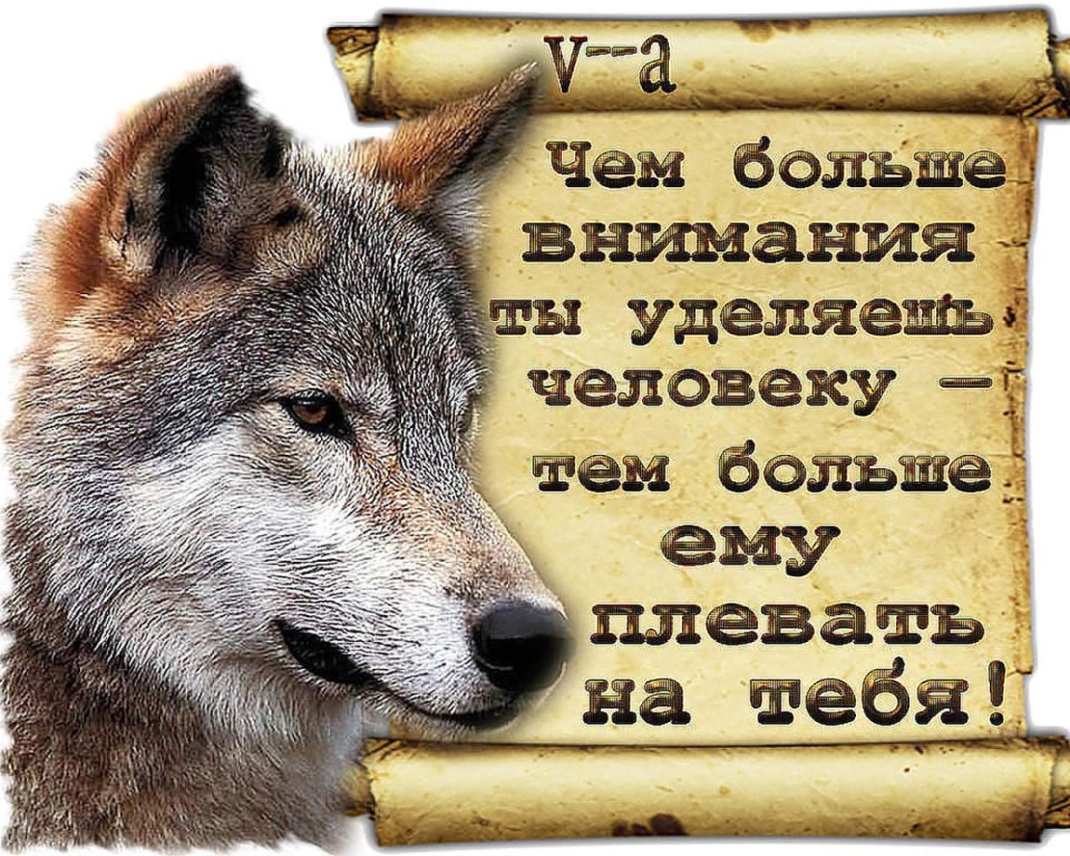 Цитаты про Волков и людей