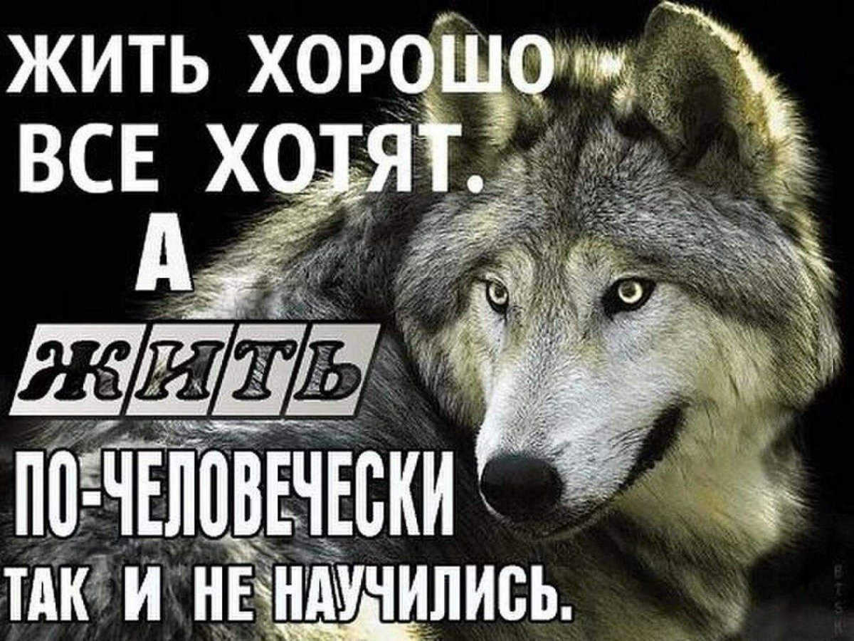 Крутые цитаты Волков