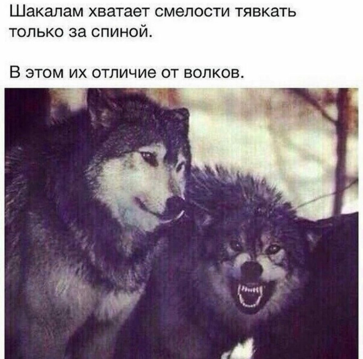 Высказывания про шакалов