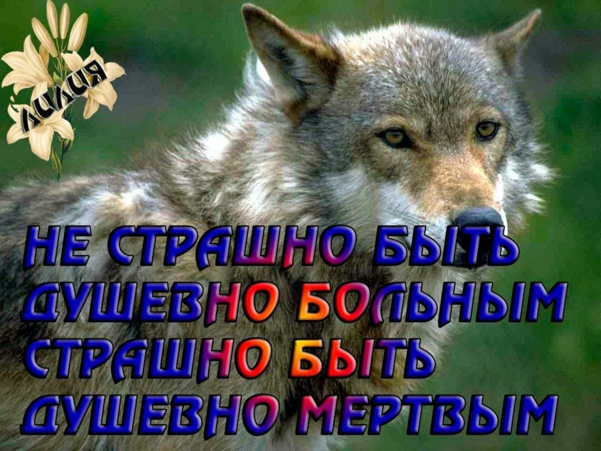 Статусы про Волков смешные