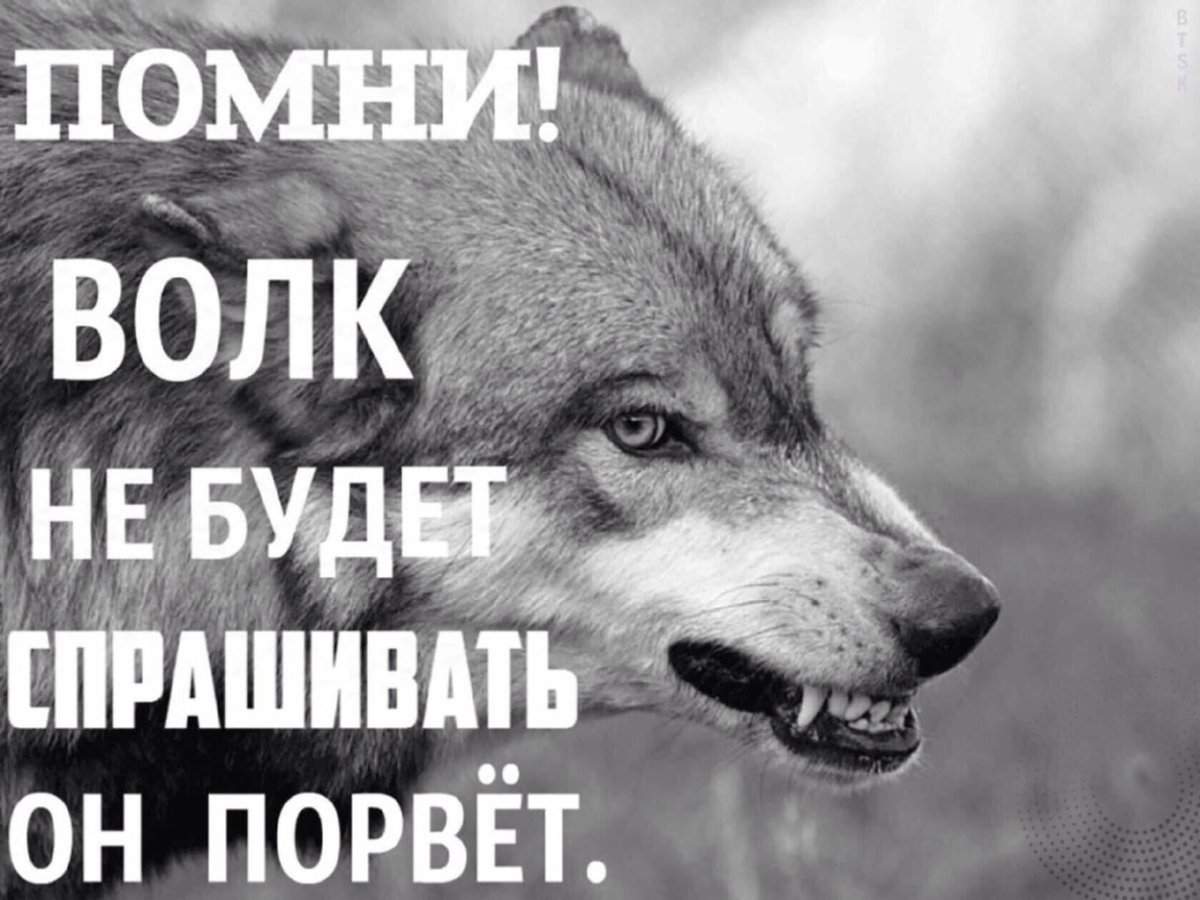 Цитаты от волка