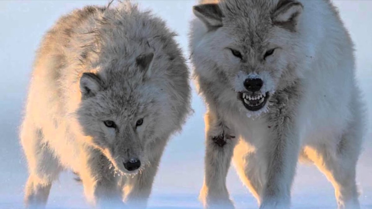 Закон Волков цитаты