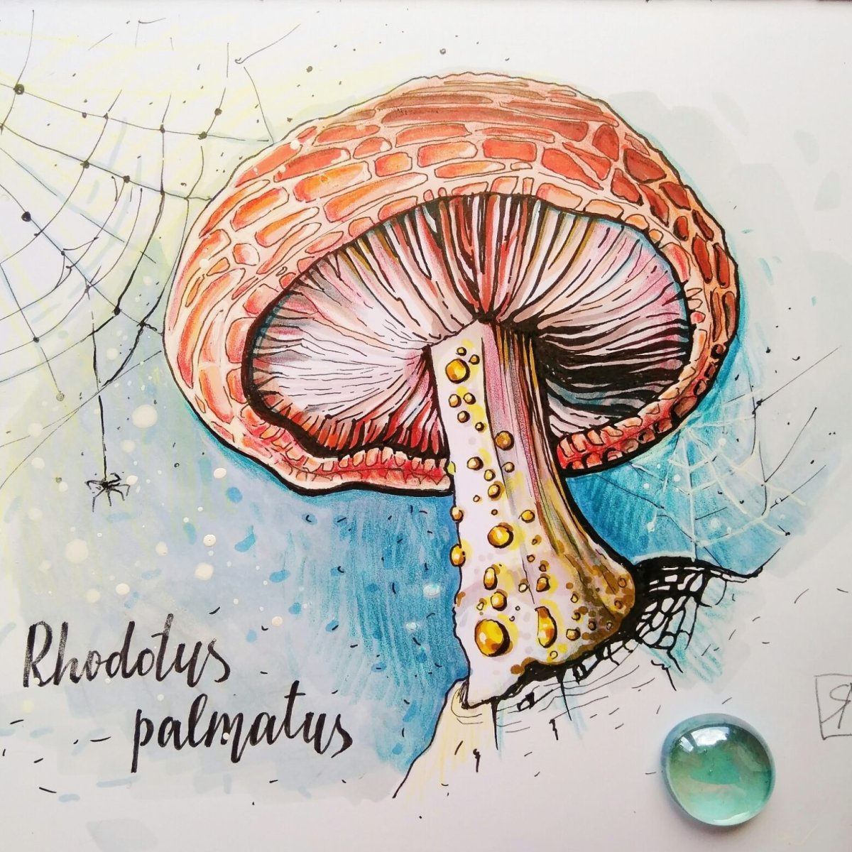 Грибы рисунок карандашом Эстетика