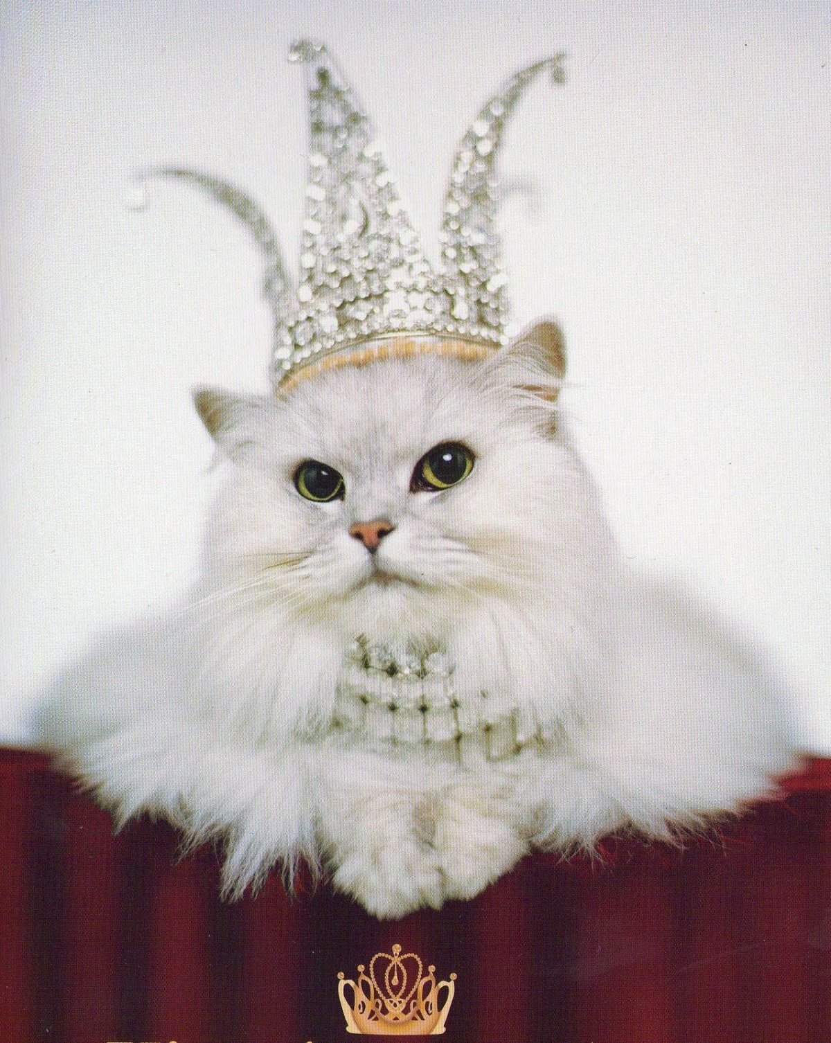 Кошка с короной на голове