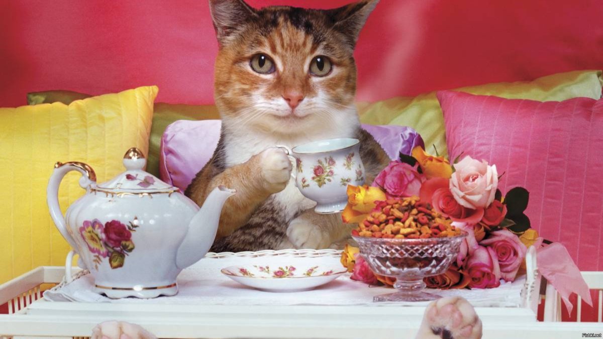 Чаепитие с котом