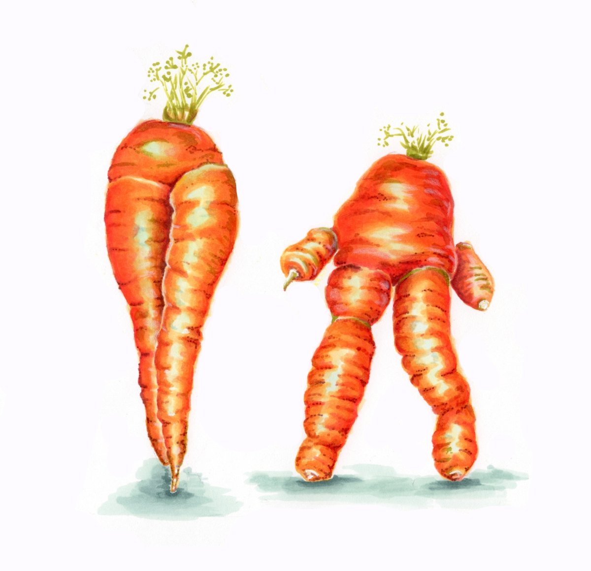 Морковь для рисования