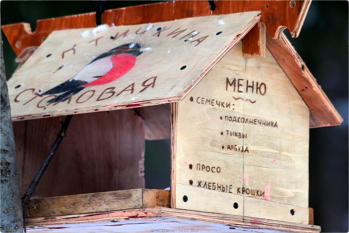 Покормим птиц зимой старшая группа