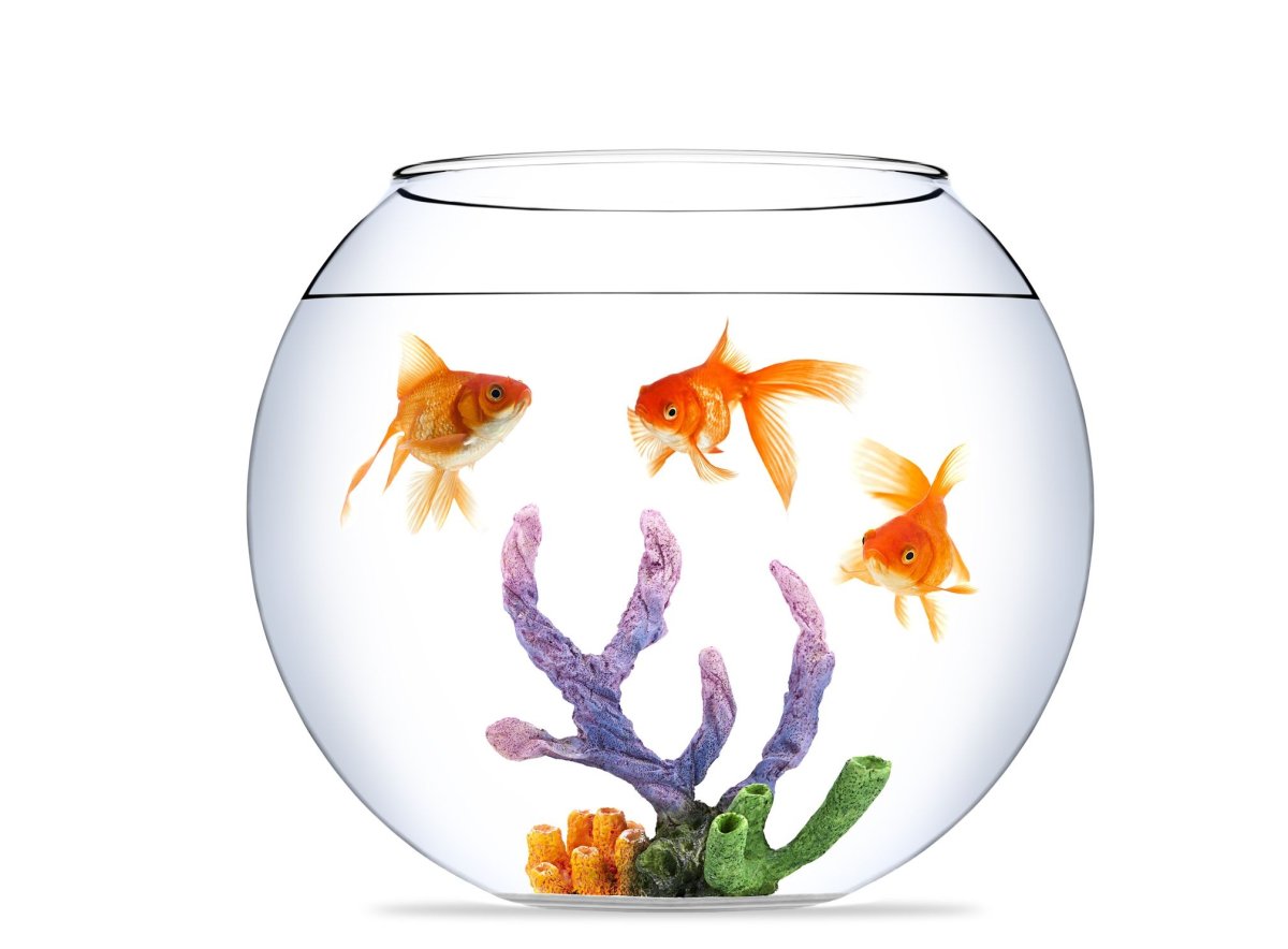 Аквариум круглый белый с рыбой