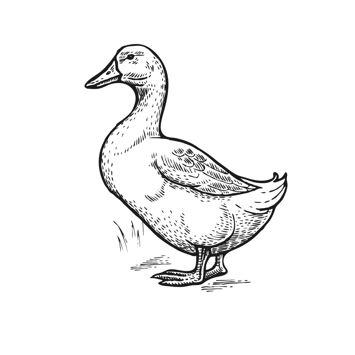 Утка для детей