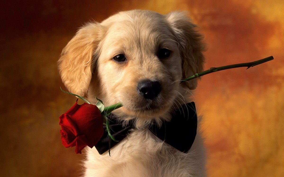 Поздравления с днём рождения девочке