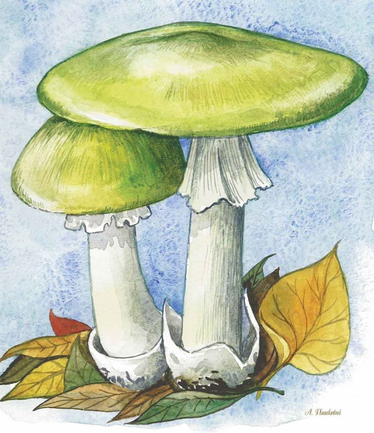 Раскрашенная бледная поганка