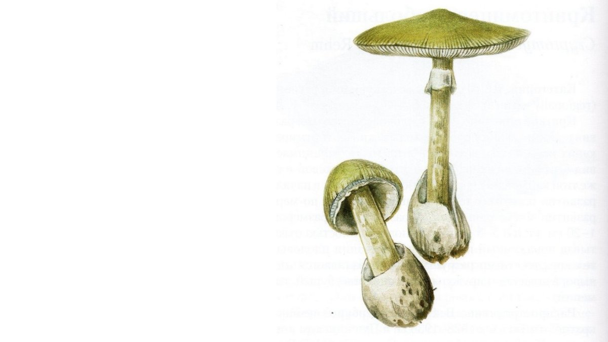 Бледная поганка гриб для детей