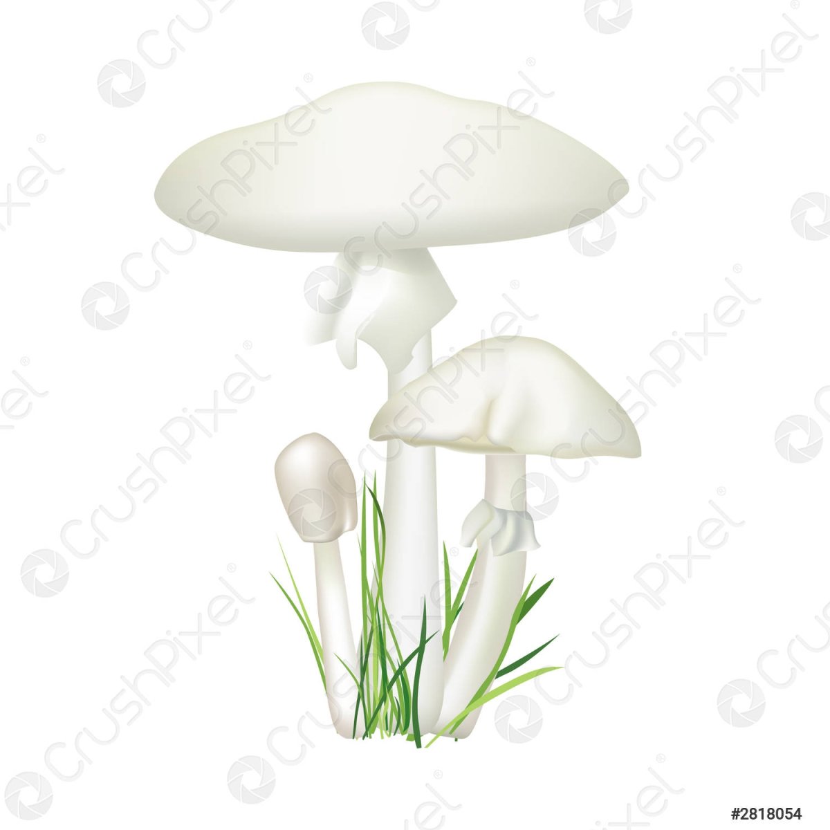 Бледная поганка гриб