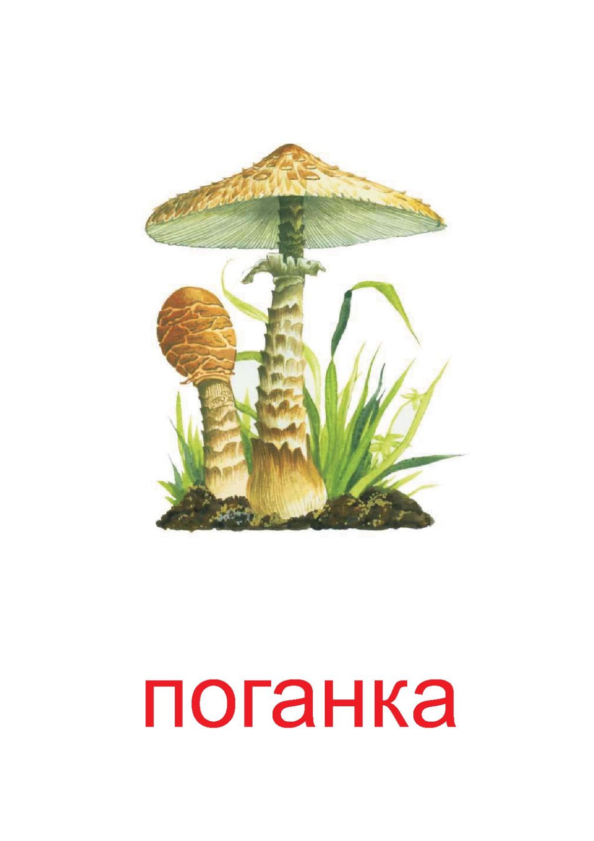 Ядовитые грибы карточки с названиями