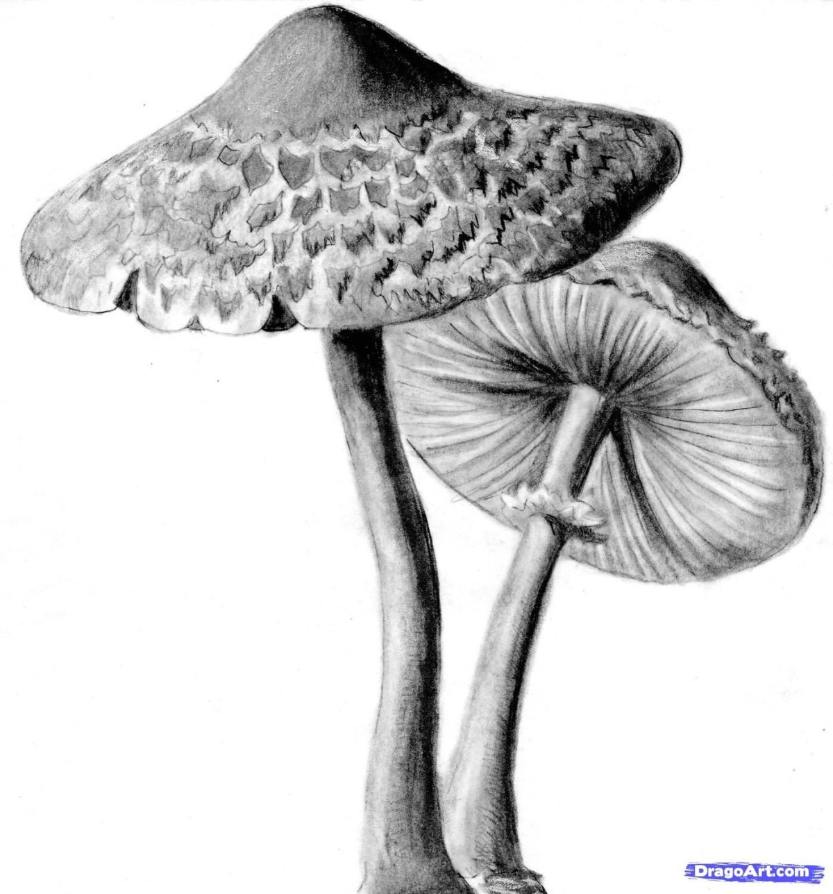 Поганки черно белые