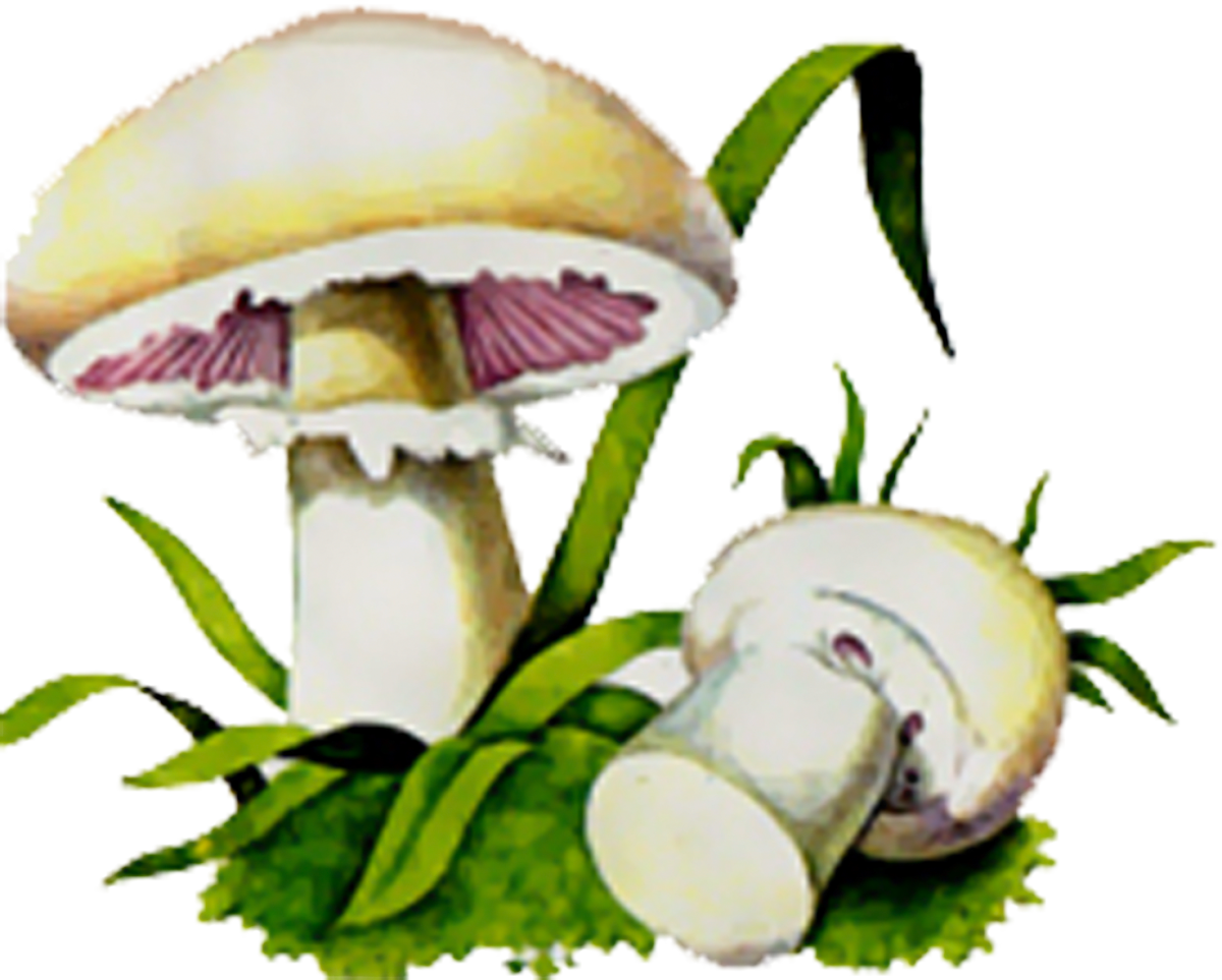 Бледная поганка гриб